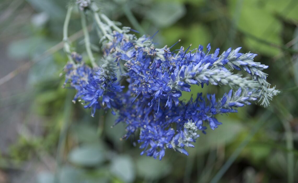 uleiul de lavanda pentru ten