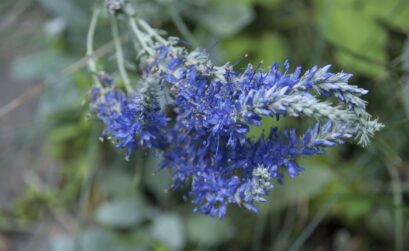 uleiul de lavanda pentru ten