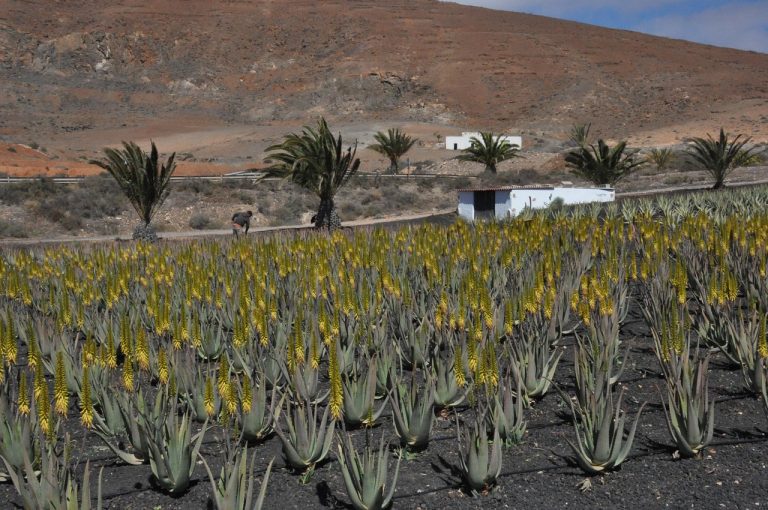 masca de fata cu aloe vera facuta in casa