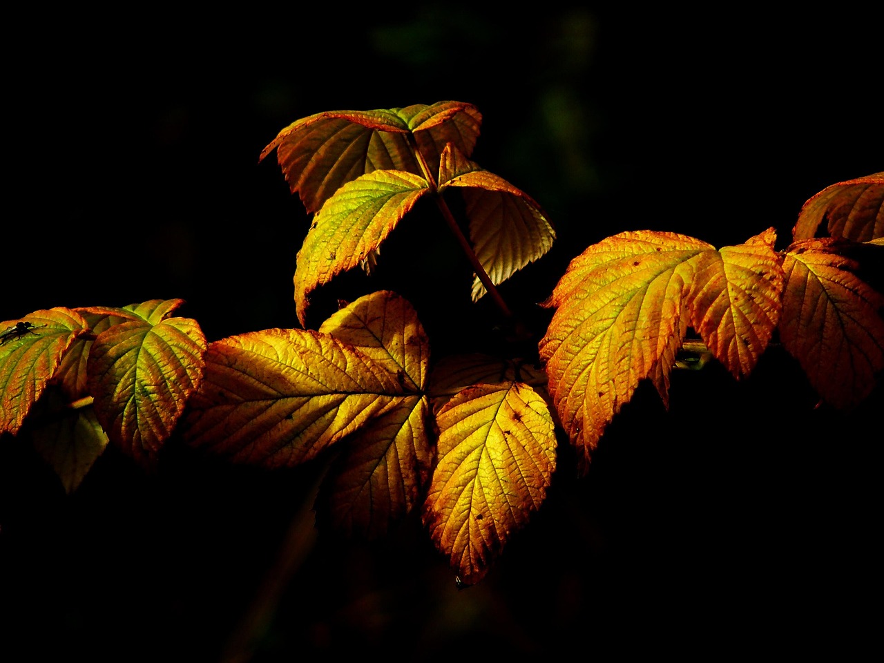 tinute de toamna